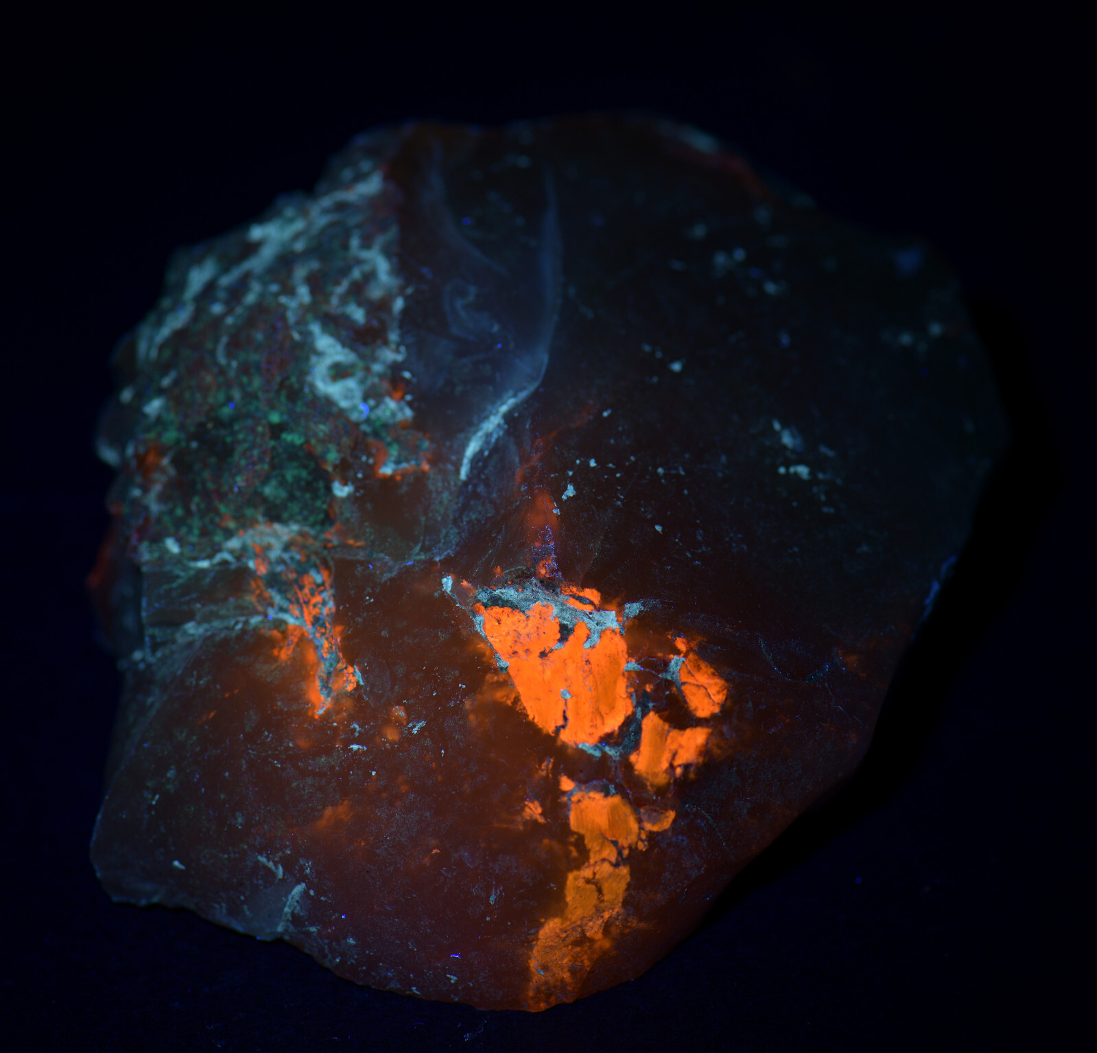 Petrified Wood limb cast, fluorescent. Texas Springs, Nevada. 337 grams.