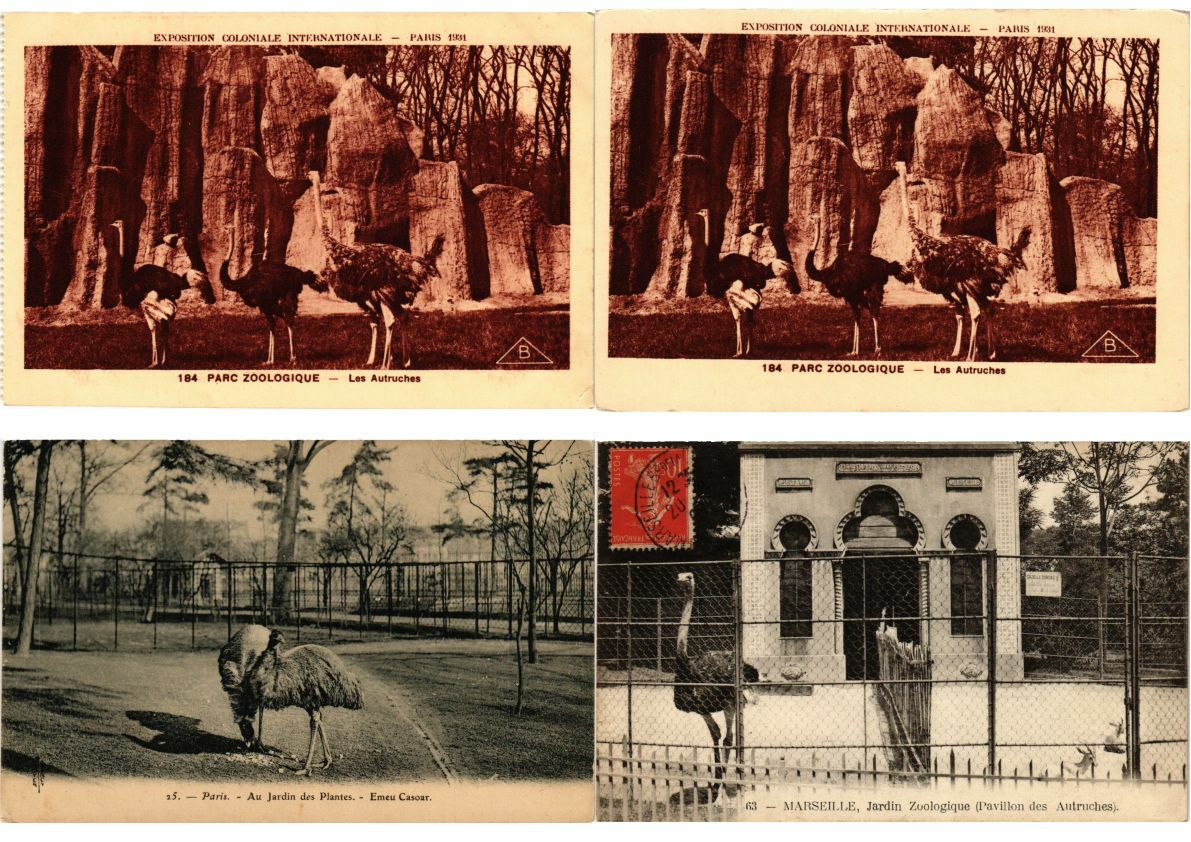 OSTRICH BIRDS 66 Vintage Postcards Mostly Pre-1950 (L2841)