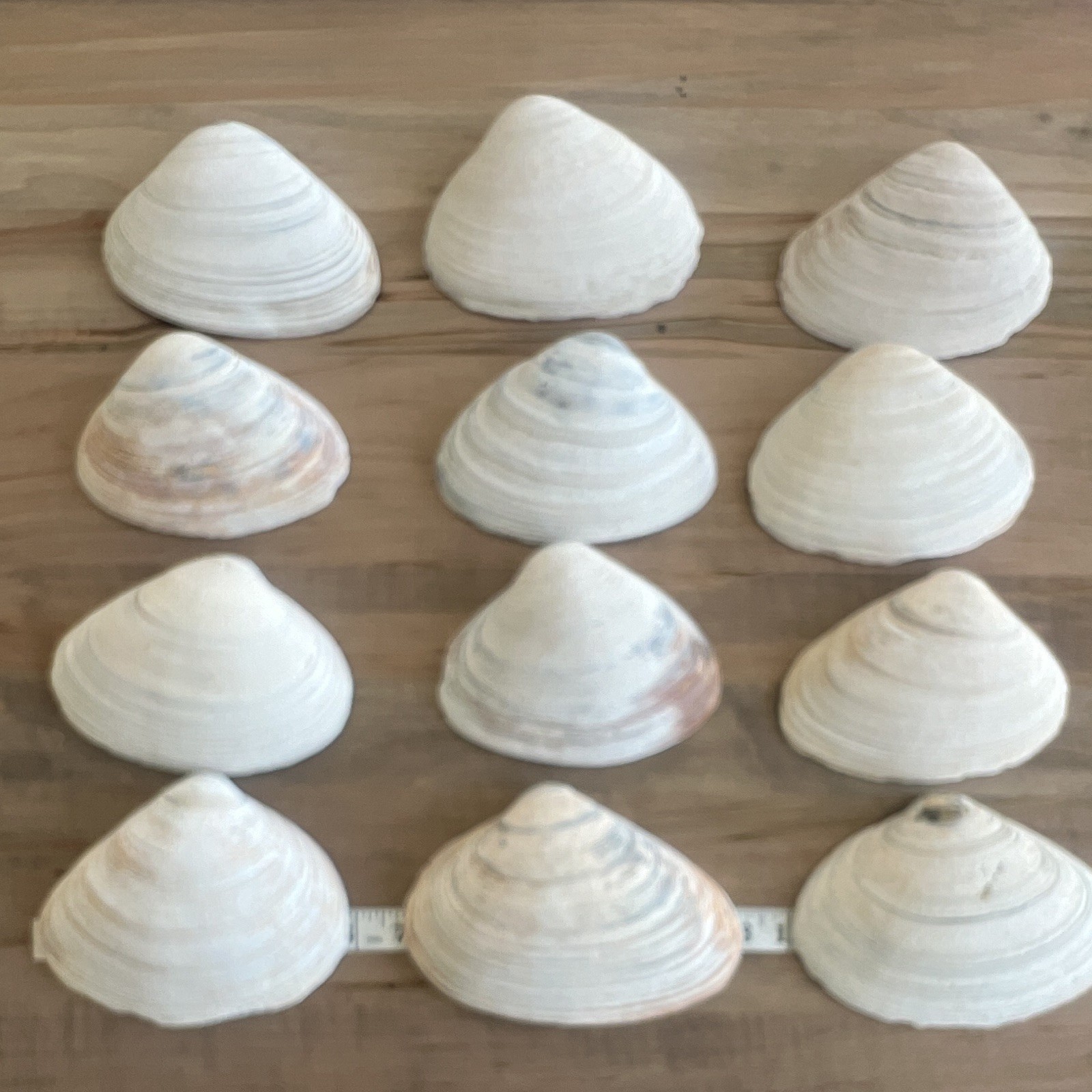 Lot of 12 Natural Clam Shells (Bivalve) White/Tan Beach Decor Crafts