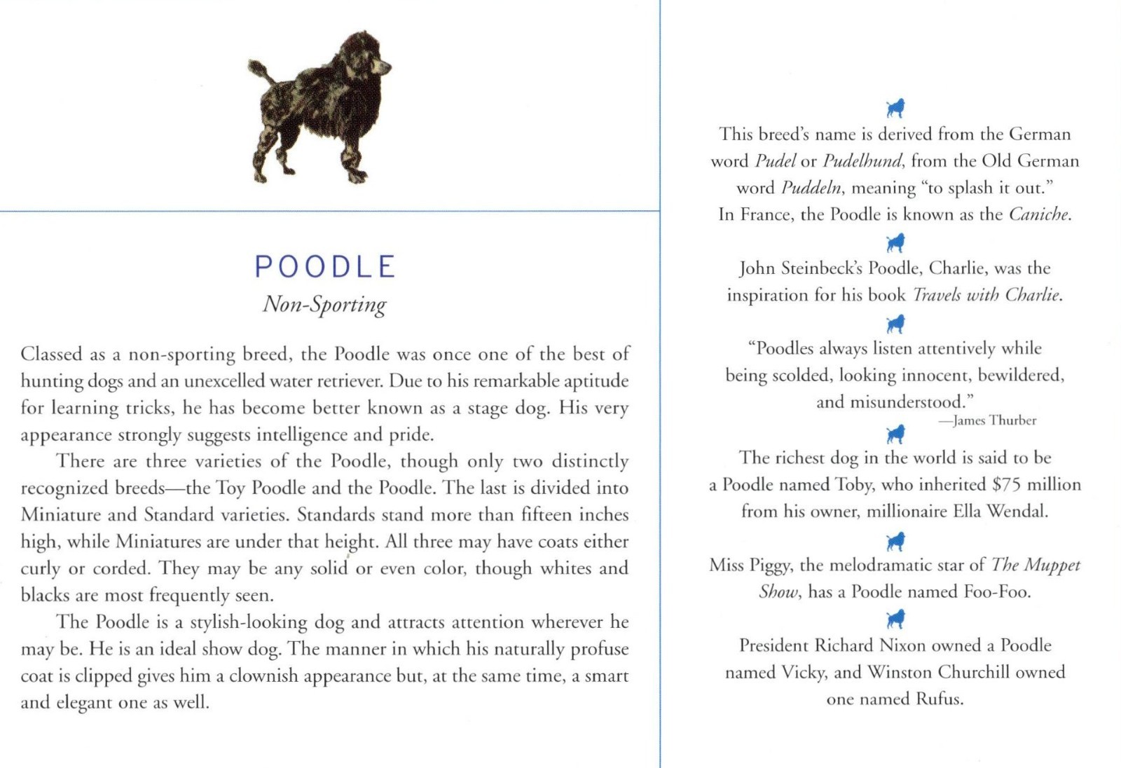 Poodle - CUSTOM MATTED Dog Art Print - Breed Description and History