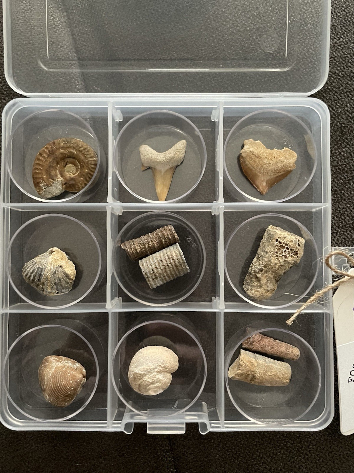 Beginner Ancient Fossil Set 9 Real specimens + Magnifying Glass And Stickers