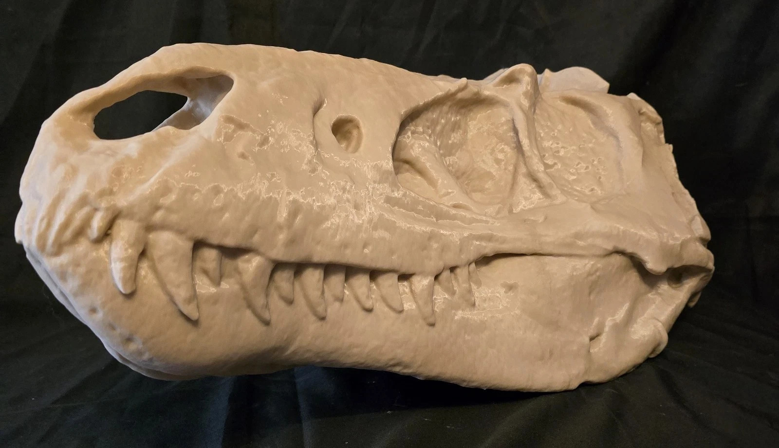 Very Large Nanotyrannus Lancensis Fossil Skull Replica, DINOSAUR