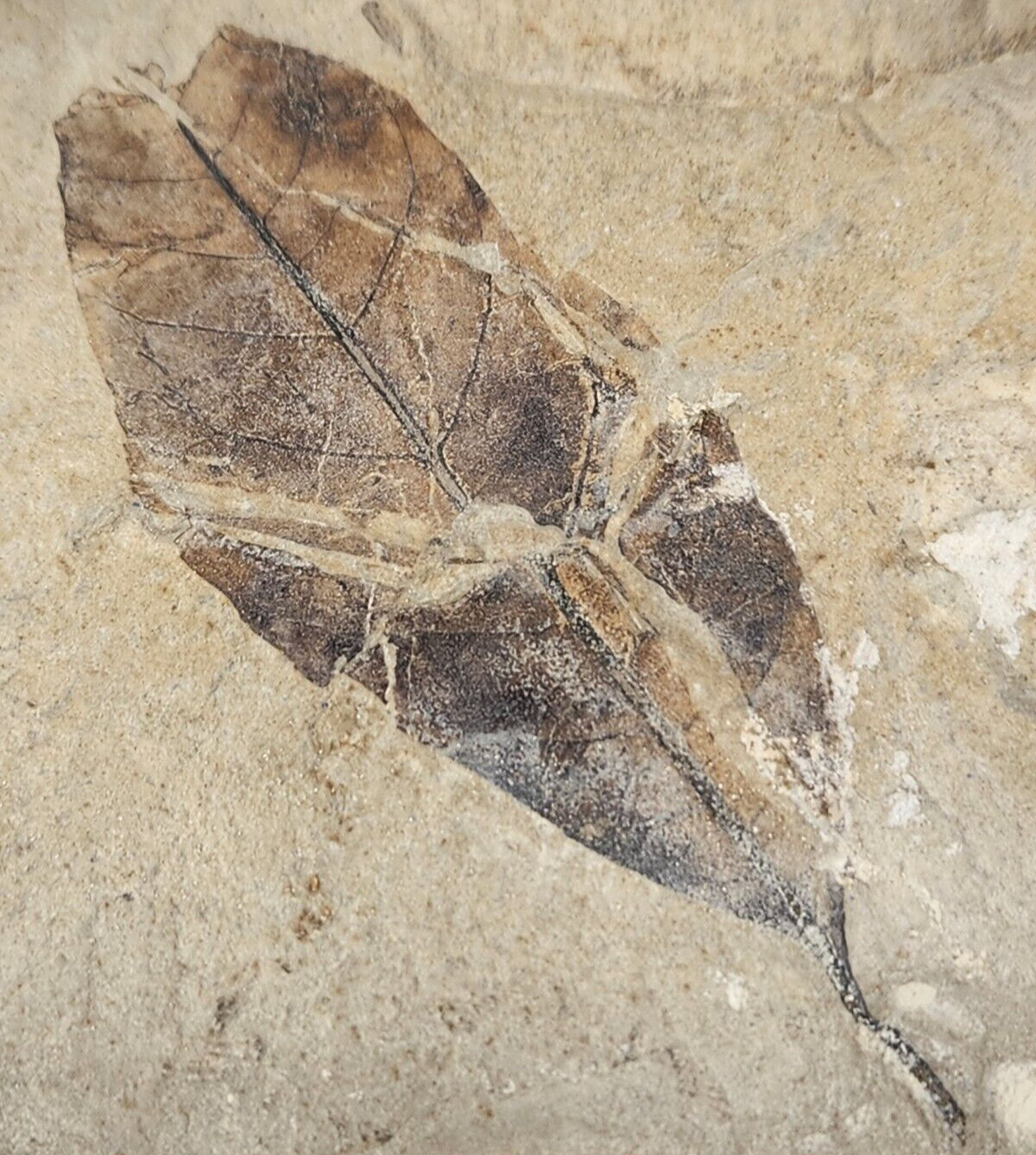 Leaf Fossil - Green River Fm. - Eocene - Douglas Pass, Garfield Co., CO Leaf Fossil - Green River Fm. - Eocene - Douglas Pass, Garfield Co., CO