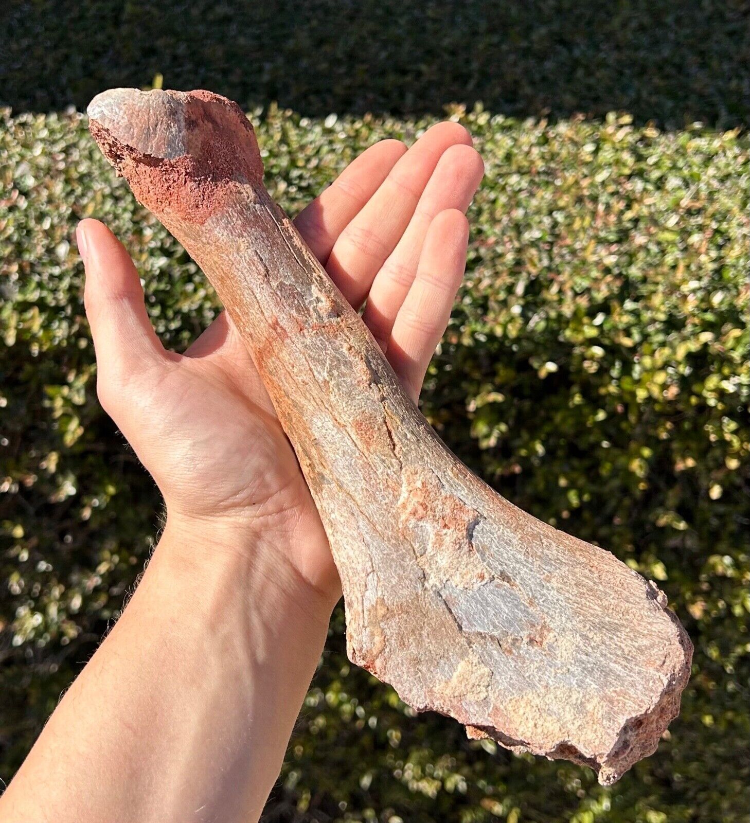 Fossil Dinosaur Bone 10.75\