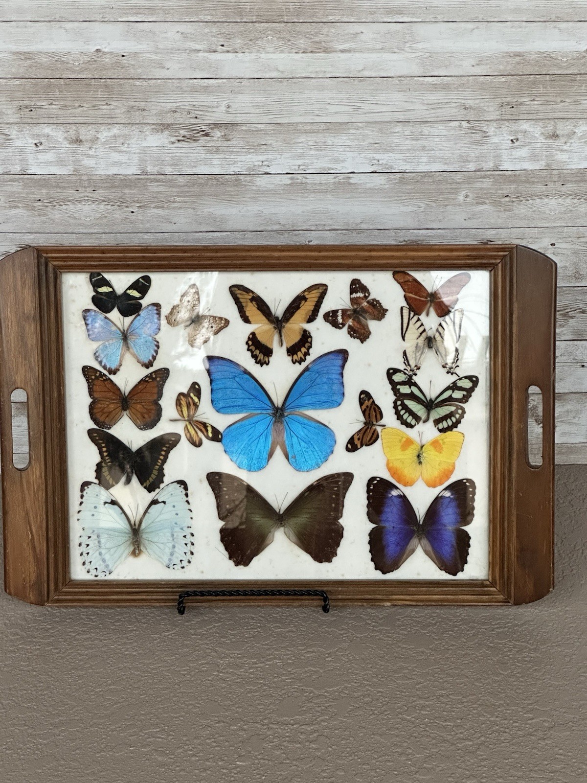 Vintage Brazil Butterfly Display Tray Real Mounted Specimens Wood Frame