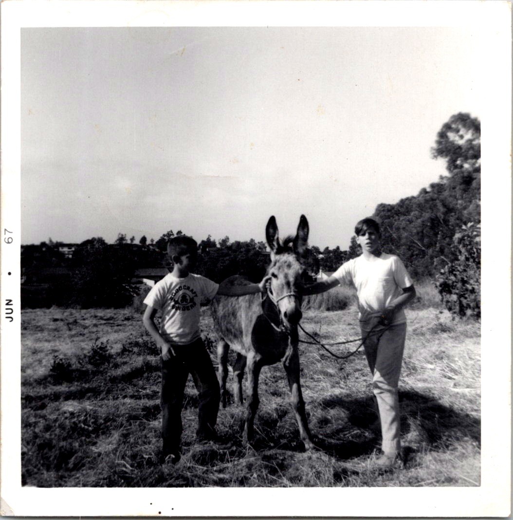 Two Boys Holding Donkey in Sunny Field, 1967 Vintage Snapshot Photo