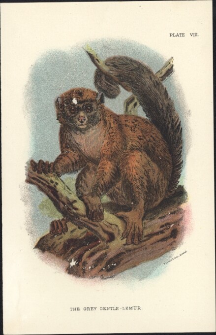 1890 Lloyds Natural History Antique Print of The Grey Gentle Lemur