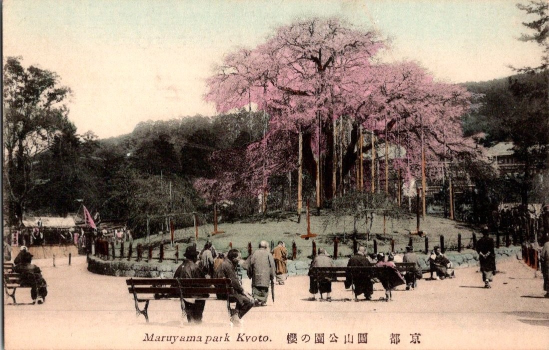 Vintage Hand-Tinted Postcard Maruyama Park Kyoto Japan Cherry Blossoms Vintage Hand-Tinted Postcard Maruyama Park Kyoto Japan Cherry Blossoms
