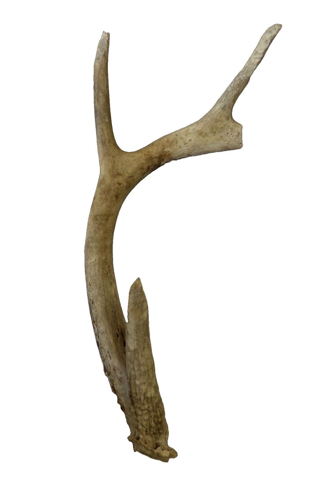 Whitetail Deer Single Shed Antler - 12