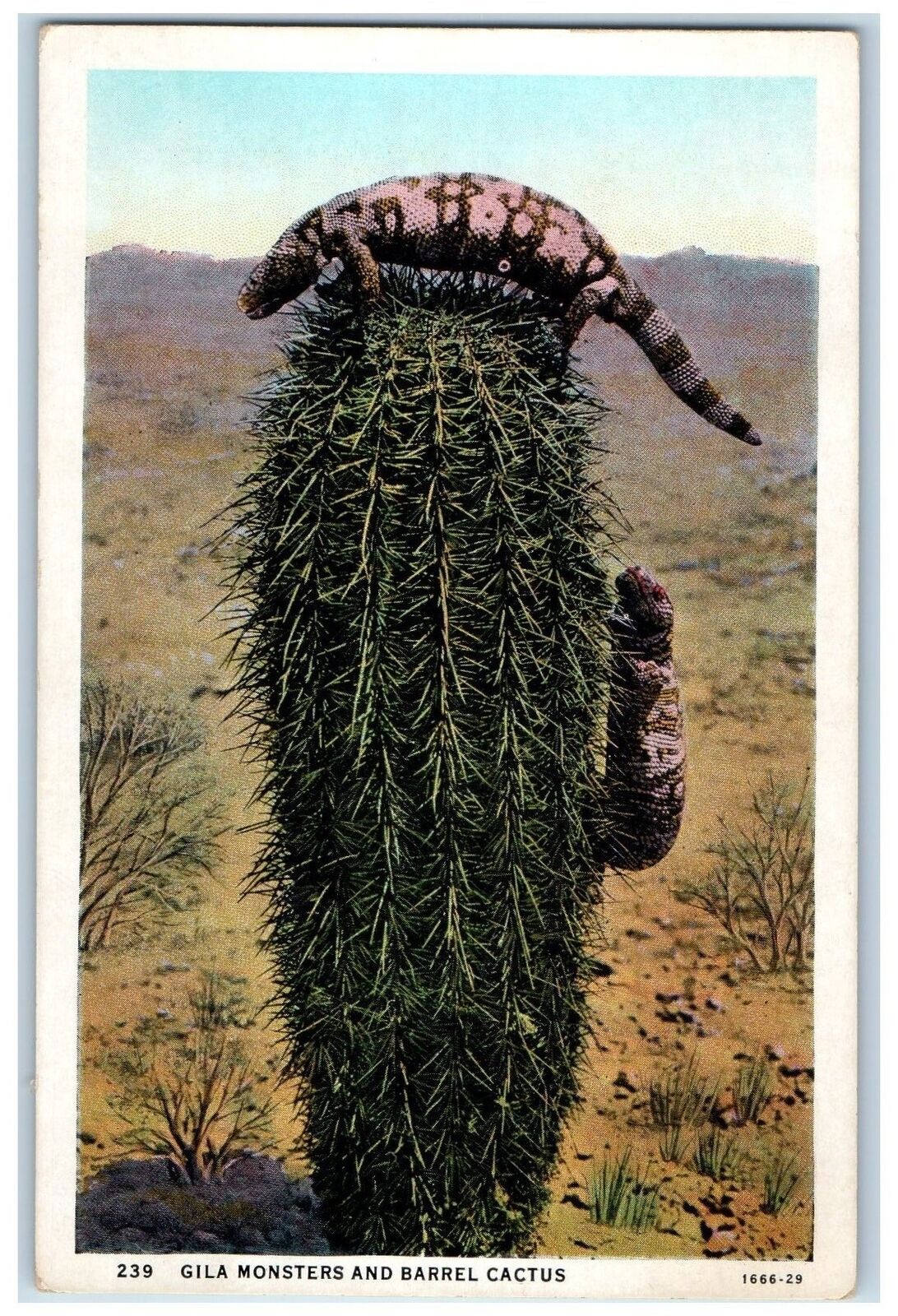 c1920's Two Gila Monster Climbing Barrel Cactus Wild Animals Plants Postcard