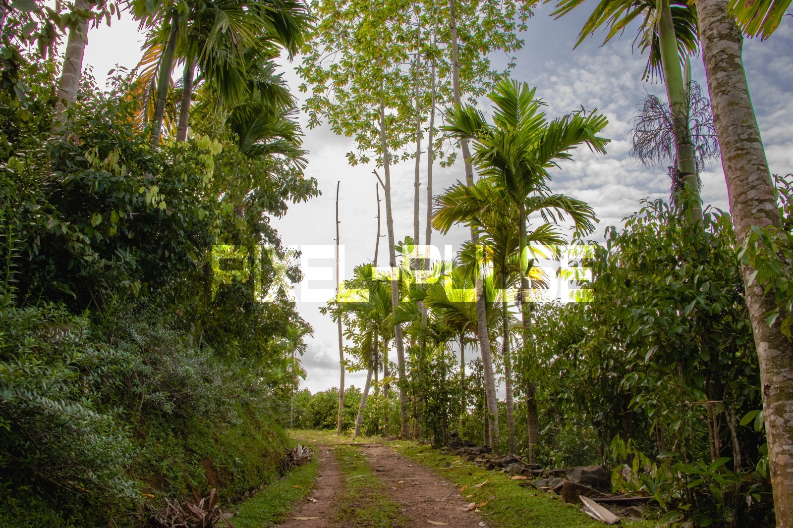 Digital Image Picture Photo Wallpaper Background Nature Landscape Desktop Art