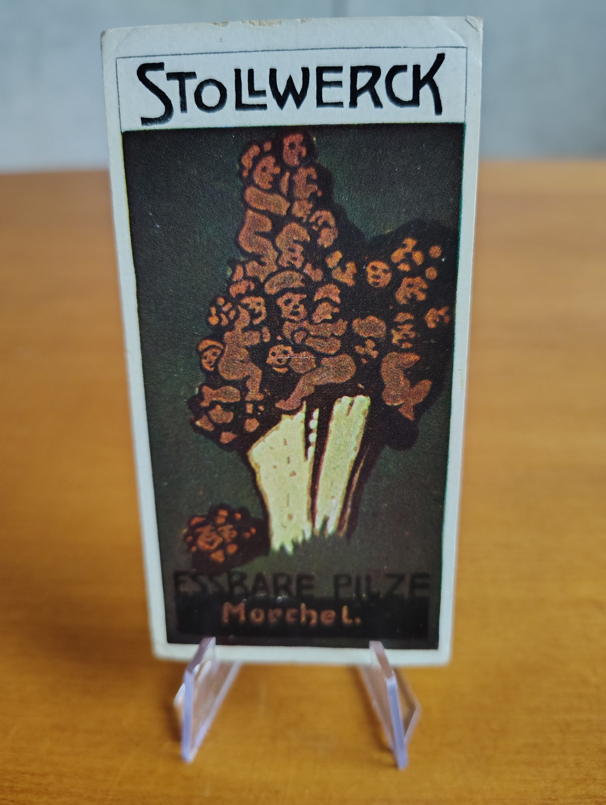 1911 Stollwerck Group 482 Mushrooms Morel