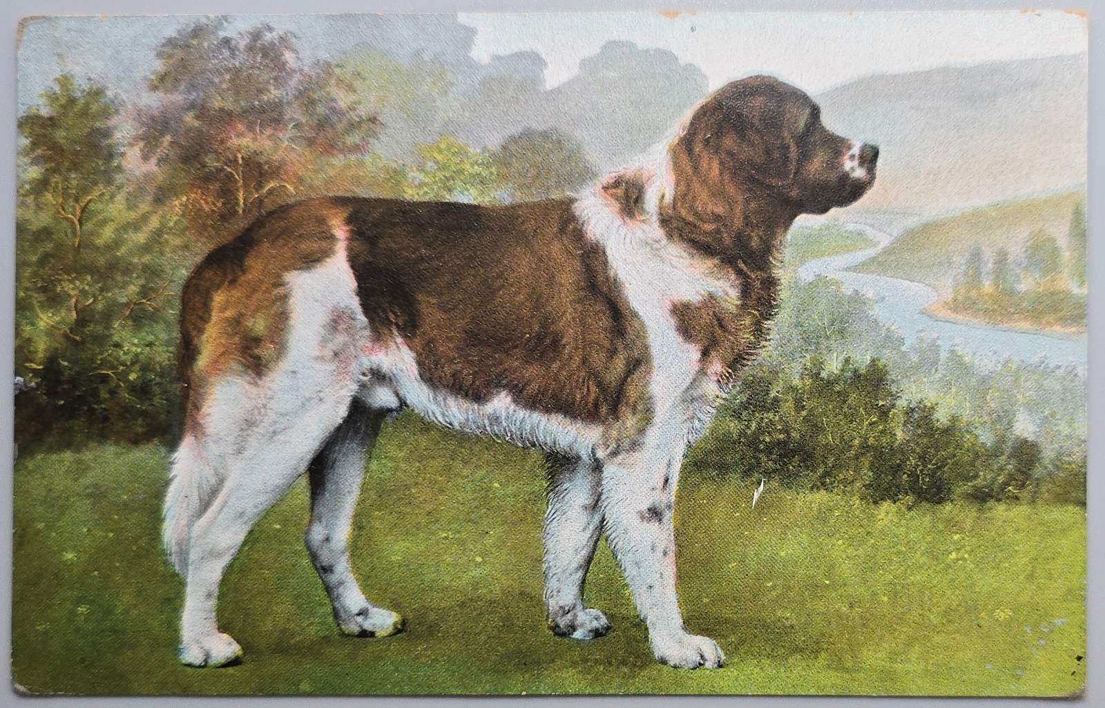 St. Bernard Dog Postcard Jamestown NY 1909 Posted T.H.E.L. Series 1014