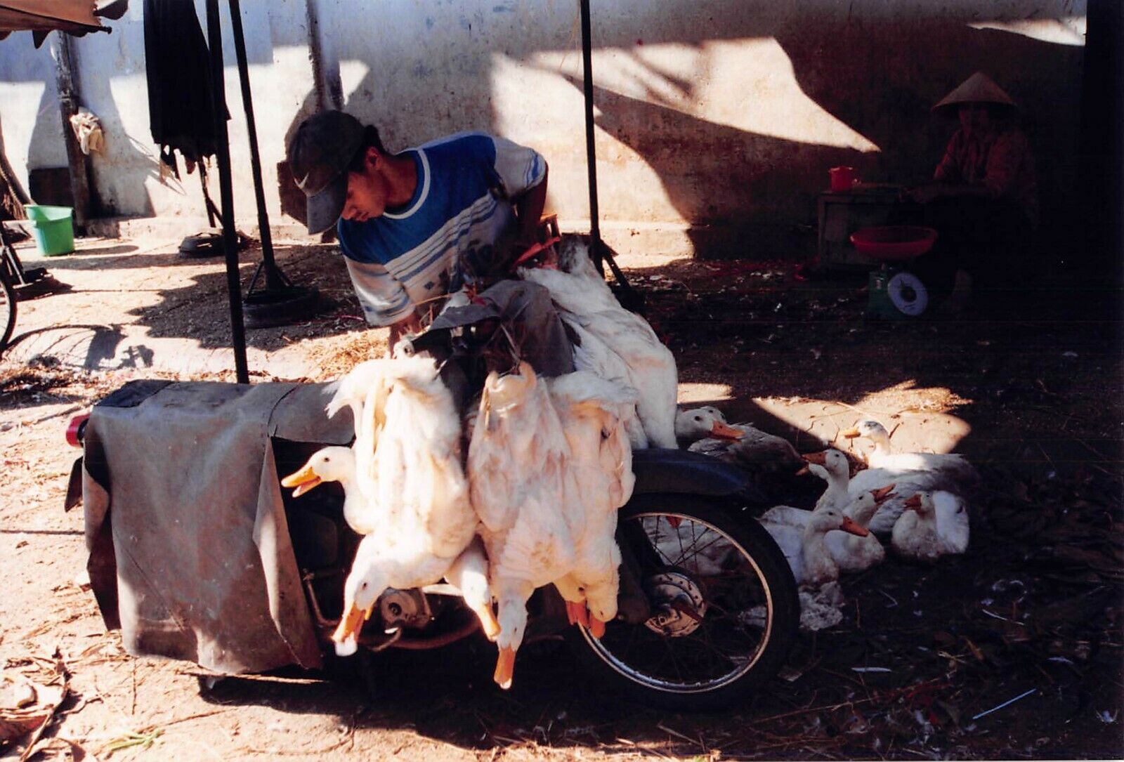 Vintage Photo 1999 Vietnam Vietnamese Man Selling Pekin Ducks Animals Market #11