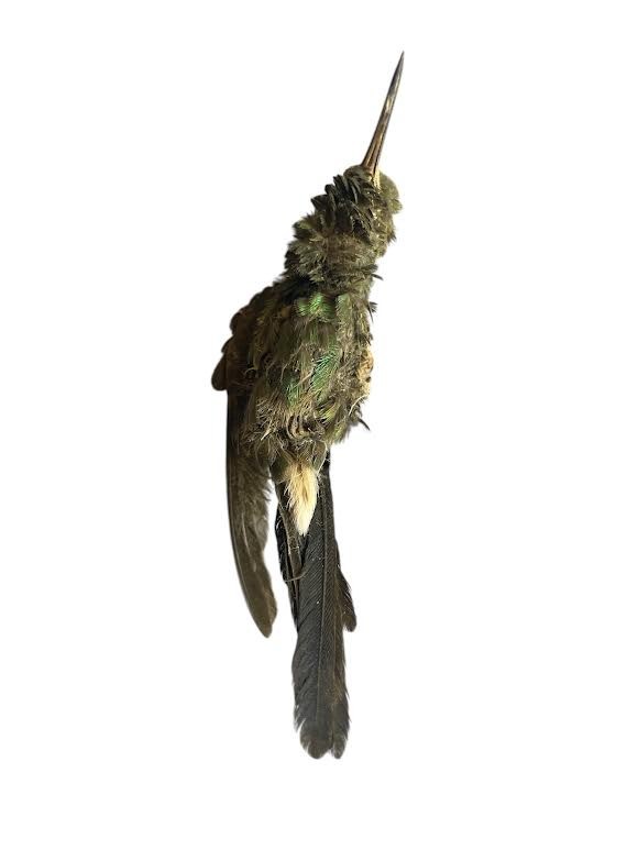Hummingbird ZUN ZUN Pajaro Santeria Palo Ifa Osha Santo Prenda
