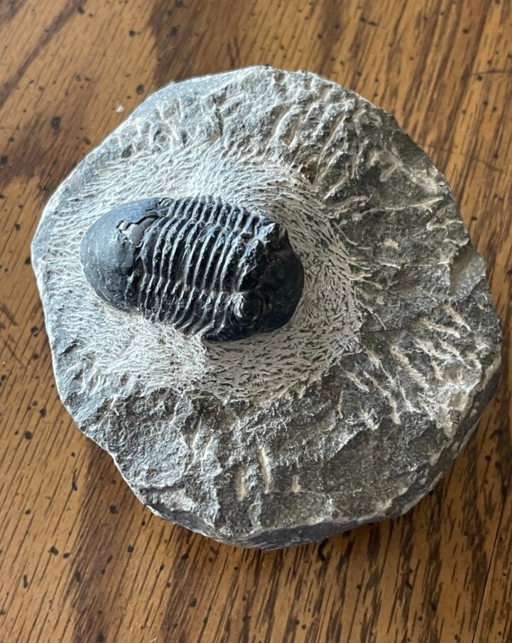 Antique fossil trilobite on matrix