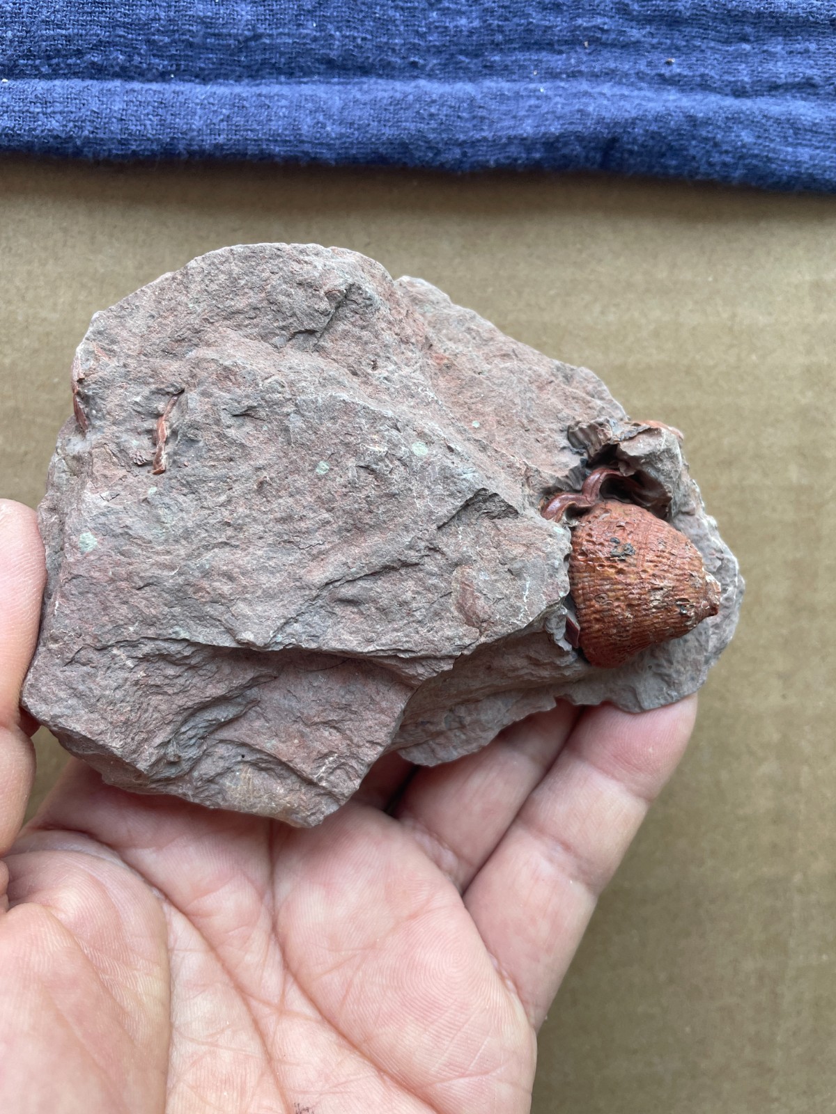 260g Beautiful Red screw in rock Landscape stone