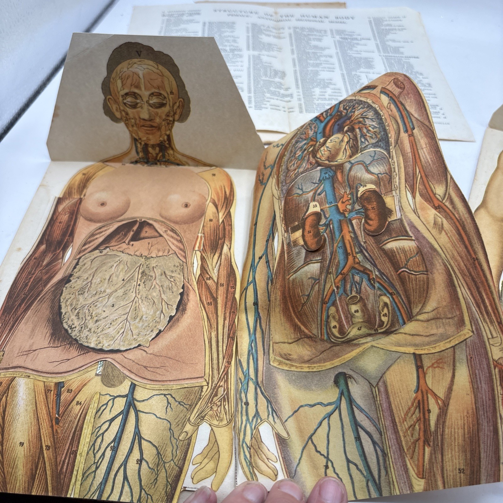 Antique Anatomical Paper Manikins Medical Detailed Male & Female Charts 1920’s