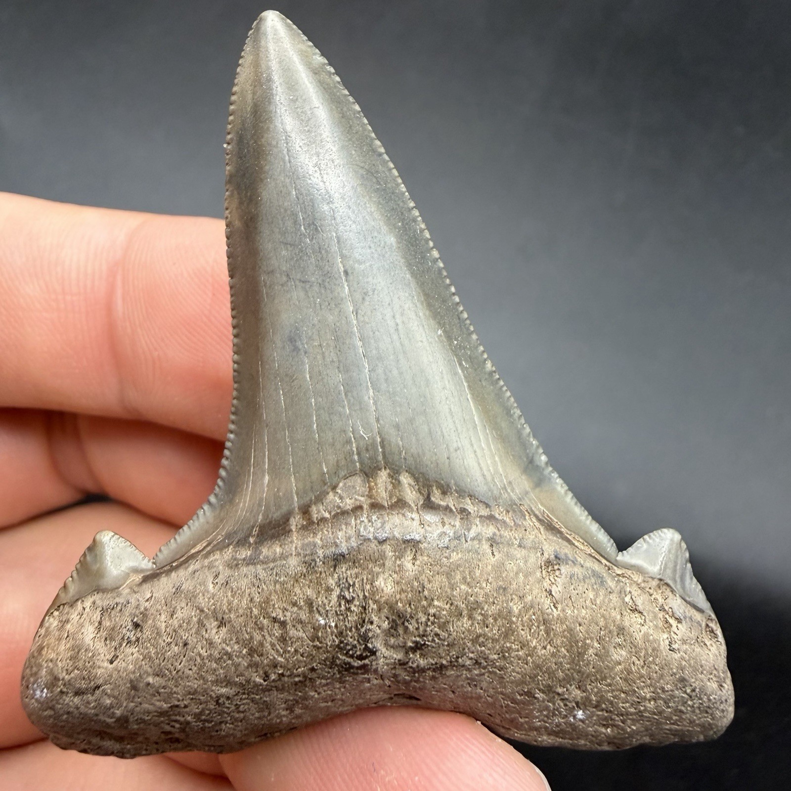Rare Auriculatus Shark Tooth Fossil 2.48” All Natural South Carolina