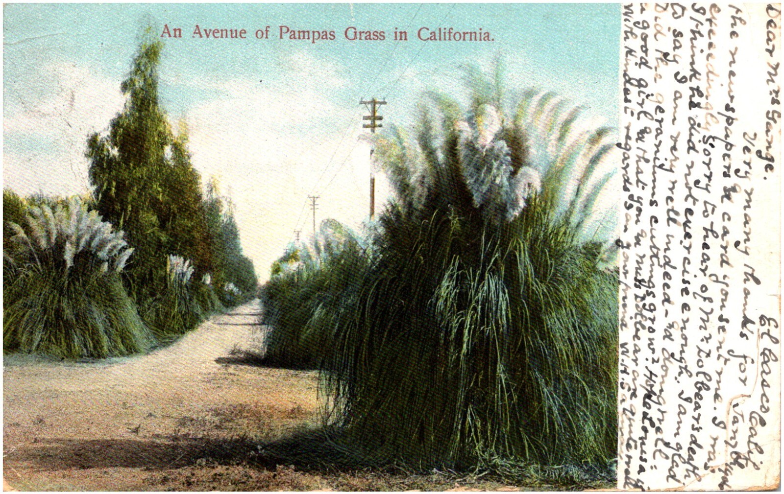 An Avenue of Pampas Grass in California Tall Bushes 1906 Postcard UDB M. Rieder