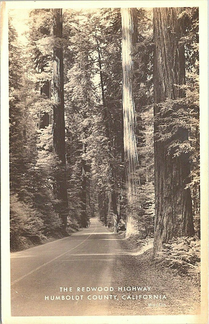 RPPC Redwood Highway California Street Scene in Redwood Forest 1940s RPPC Redwood Highway California Street Scene in Redwood Forest 1940s