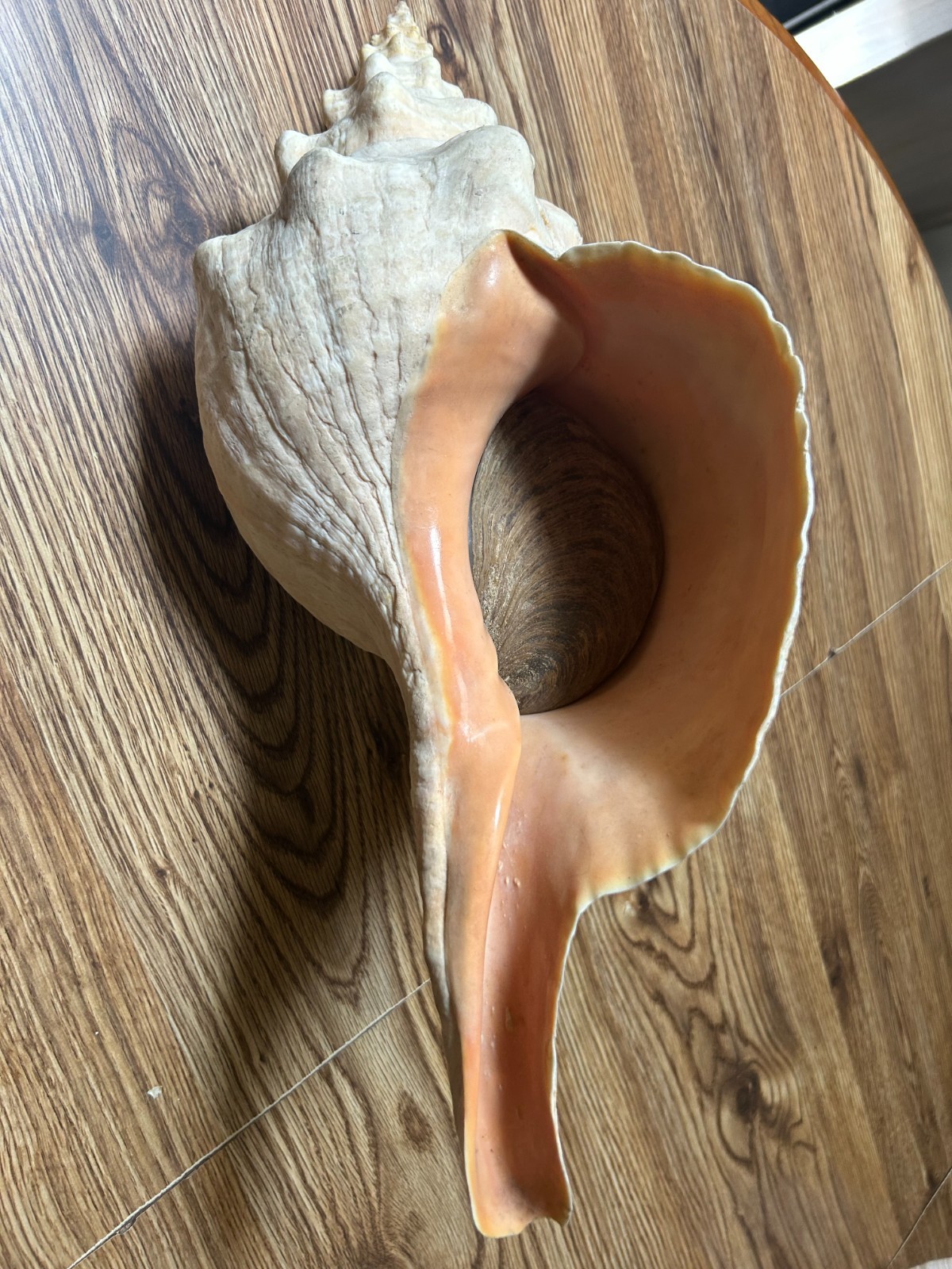 19 inch Horse Conch with Operculum