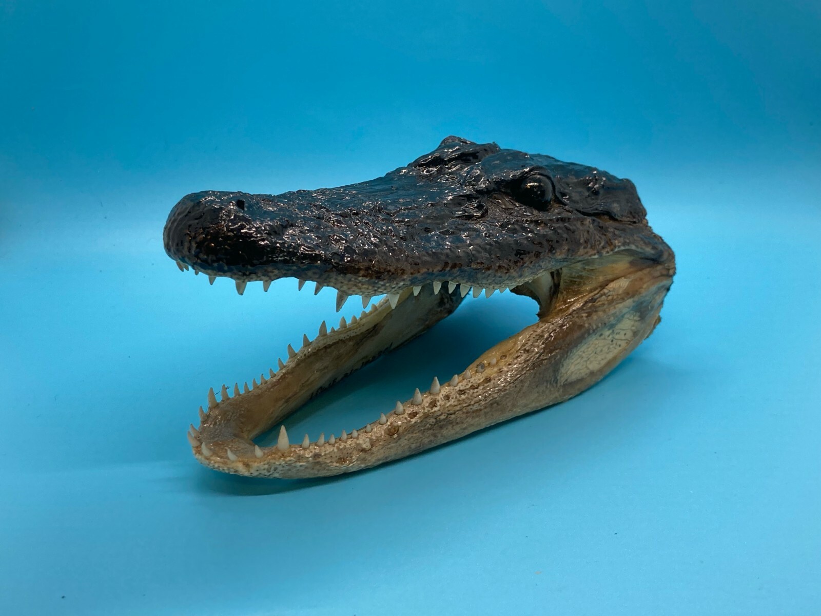 American Gator LG 5 - 6 Inches Genuine Real Documentation Included