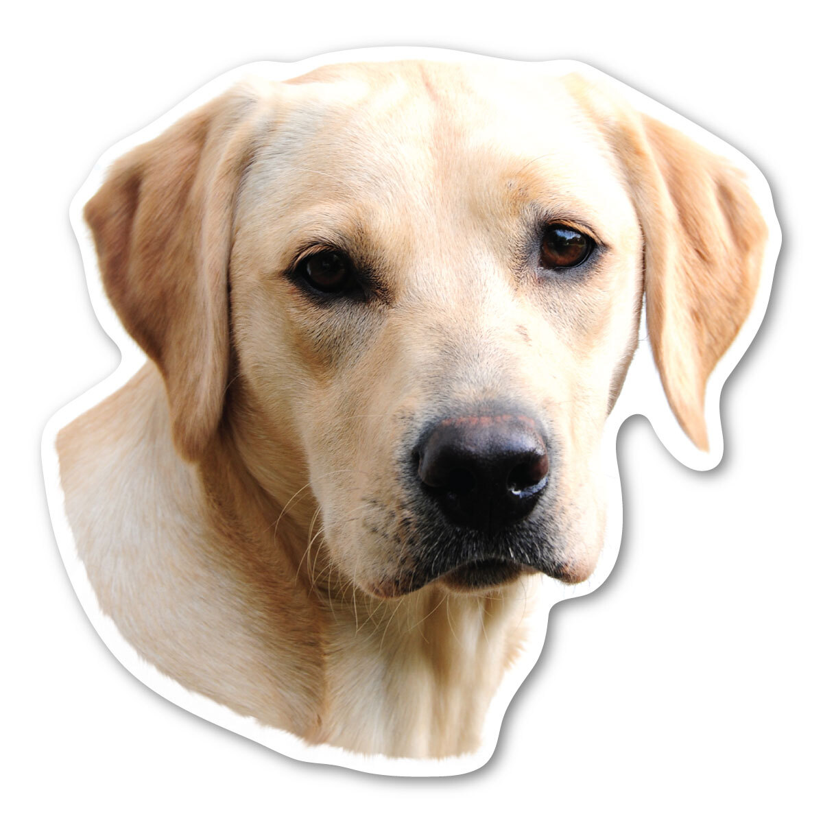 (Yellow) Labrador Retriever Magnet