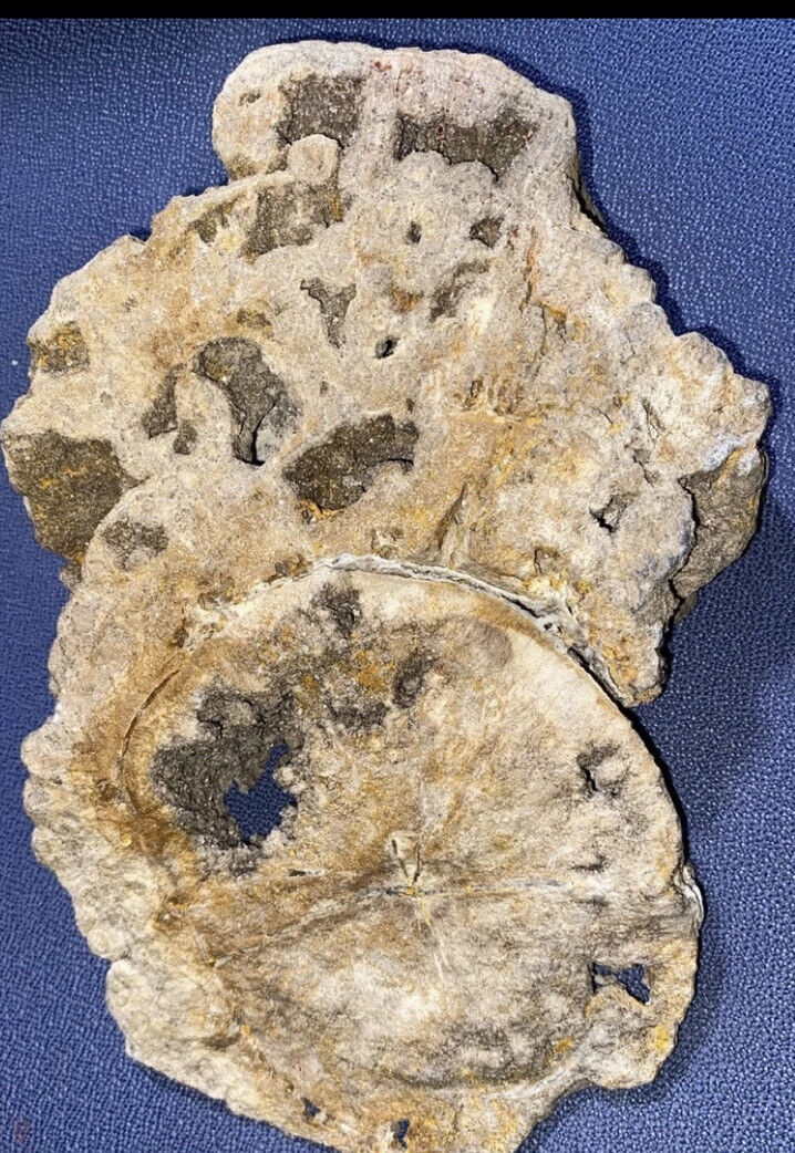 Large Smokey Druze Covered 4.6 Lb. Petrified gnarled (burl) Wood. Museum Piece