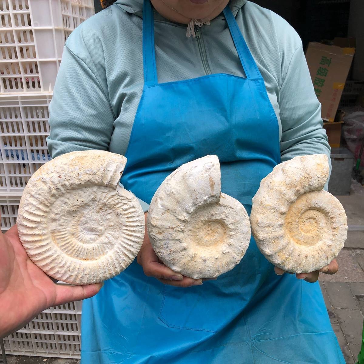 3pcs 6.71LB Natural Whole Ammonite Fossilized Crystal Mineral Specimen Healing