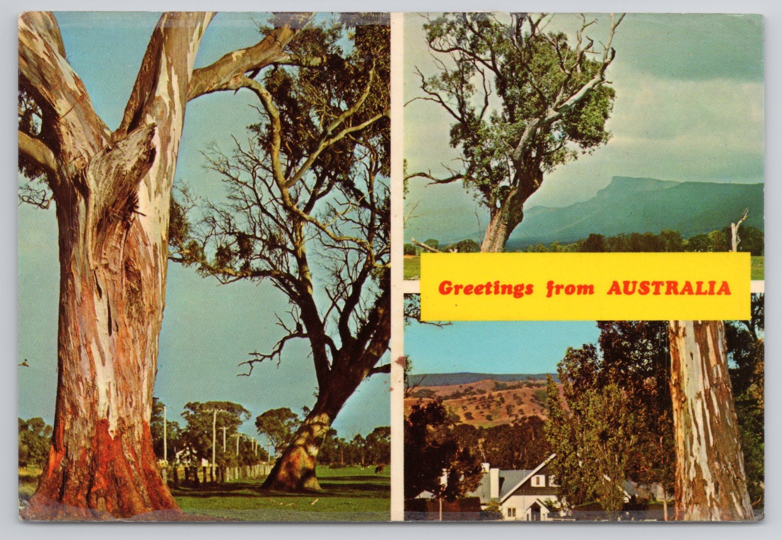 Greetings From Australia Gum Trees Rural Scenes Multi View Postcard