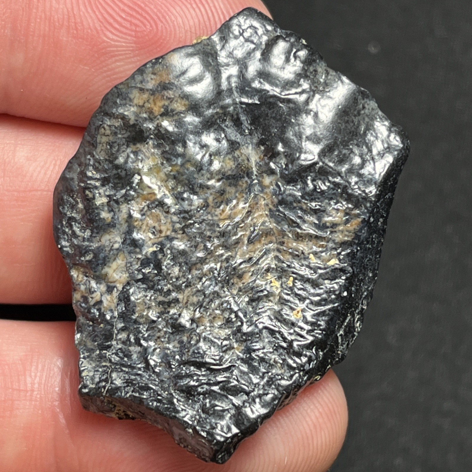 1.65” Ice Age Mammal Fossil Tooth Fragment South Carolina