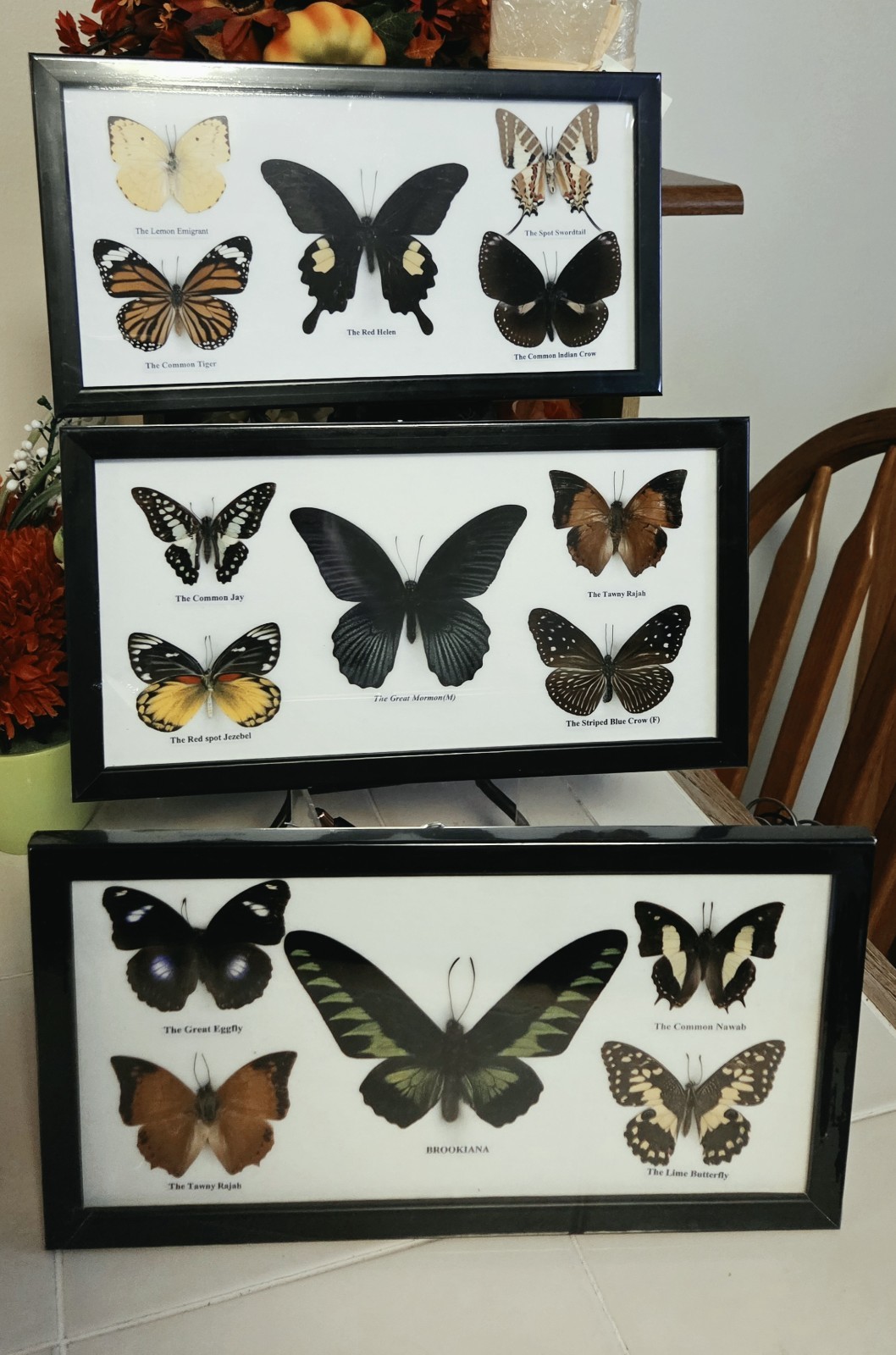 3 PCS SET 5 REAL  MOUNTED BUTTERFLIES  IN GLASS  FRAME WOOD SIZE 7