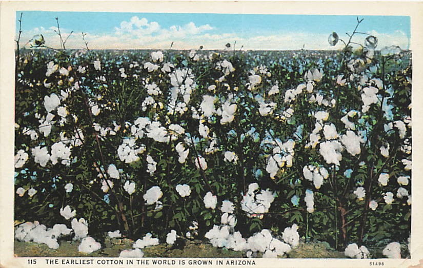 Postcard AZ: Earliest Cotton in the World Grown in Arizona WB 1920\'s