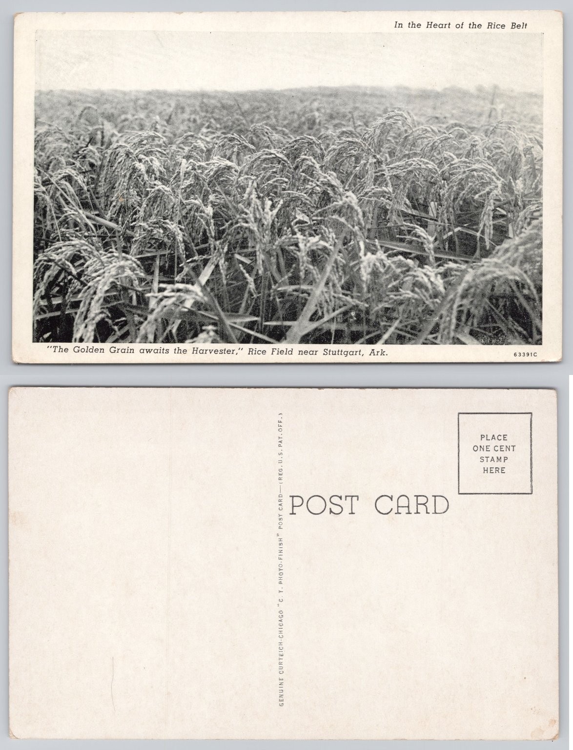 Vintage Curteich Arkansas Rice Field Postcard - Stuttgart 