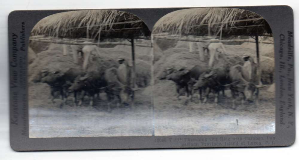 Pangasinan Luzon Philippines Threshing Rice Carabao Antique Stereoview J70488