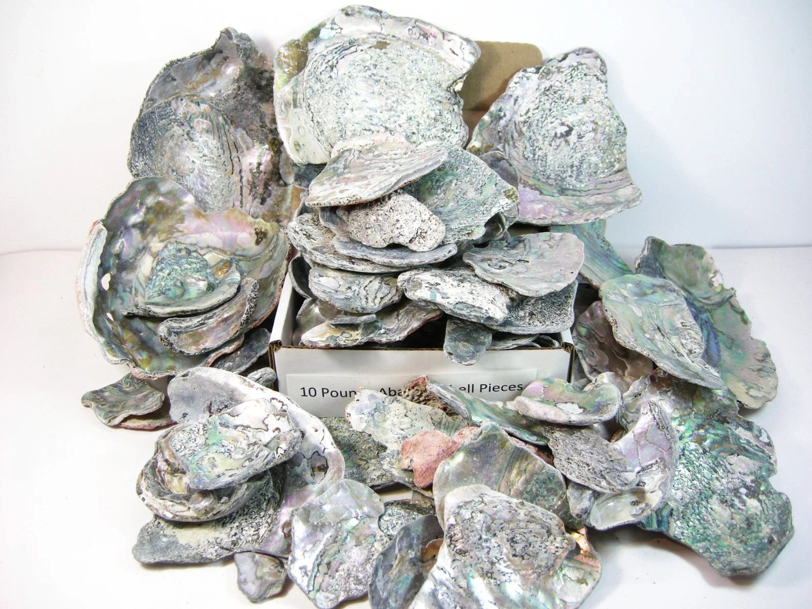 Abalone Pieces 10 POUNDS Wholesale Jeweler Jewelry Making Artist Nor Calif Coast Abalone Pieces 10 POUNDS Wholesale Jeweler Jewelry Making Artist Nor Calif Coast