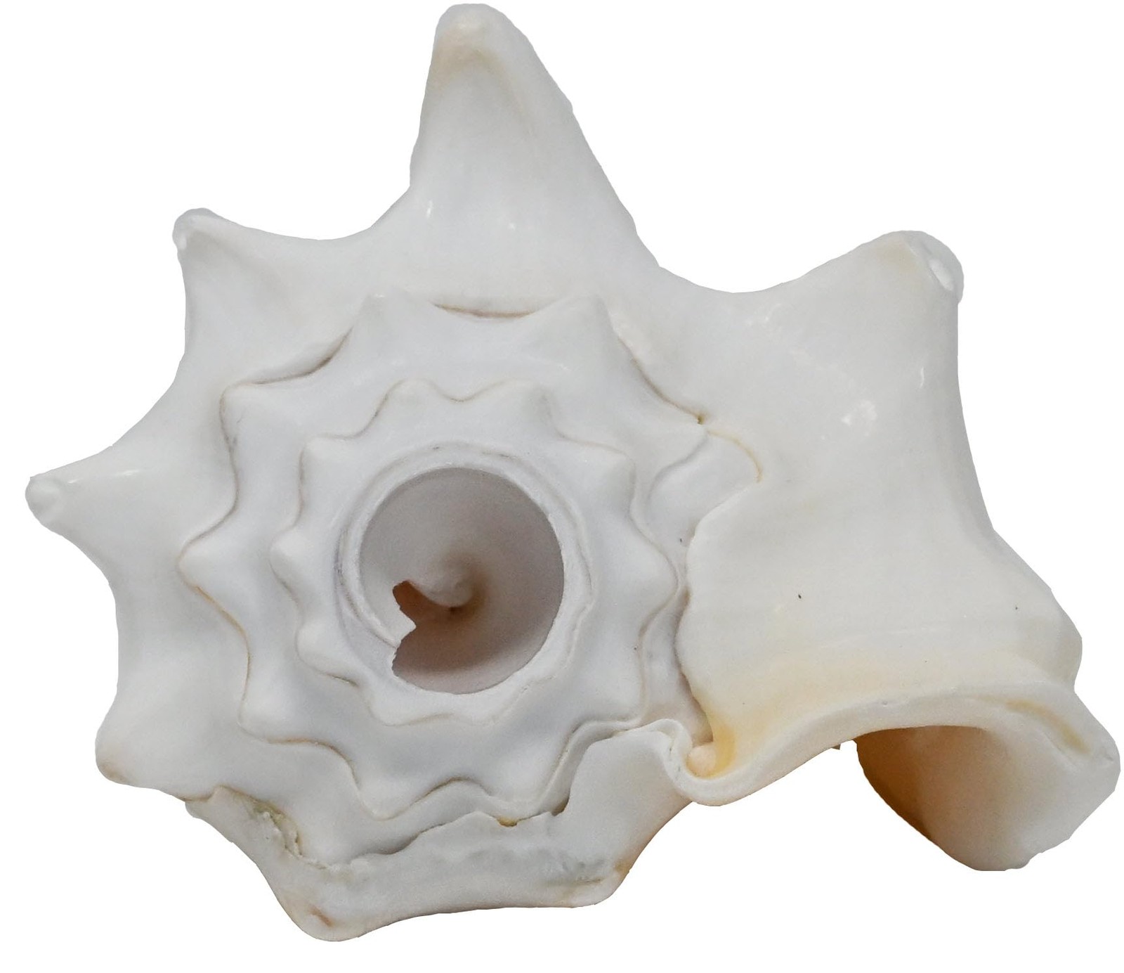 Small Bahama Conch Shell Horn Milk Conch - 5-6 inch