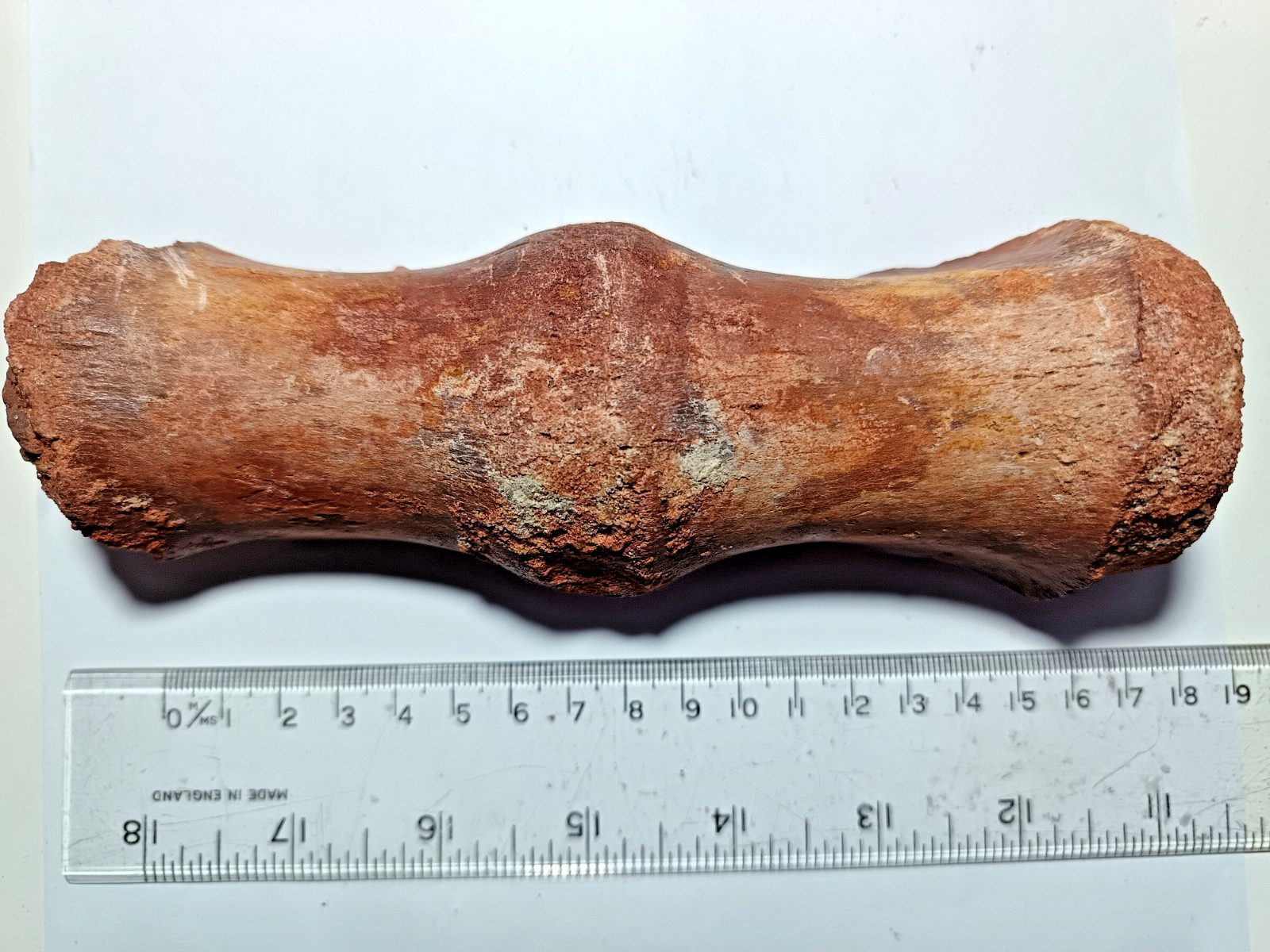 Big Cretaceous Fused Fossil Vertebrae From Crocodile, Kem Kem MV119