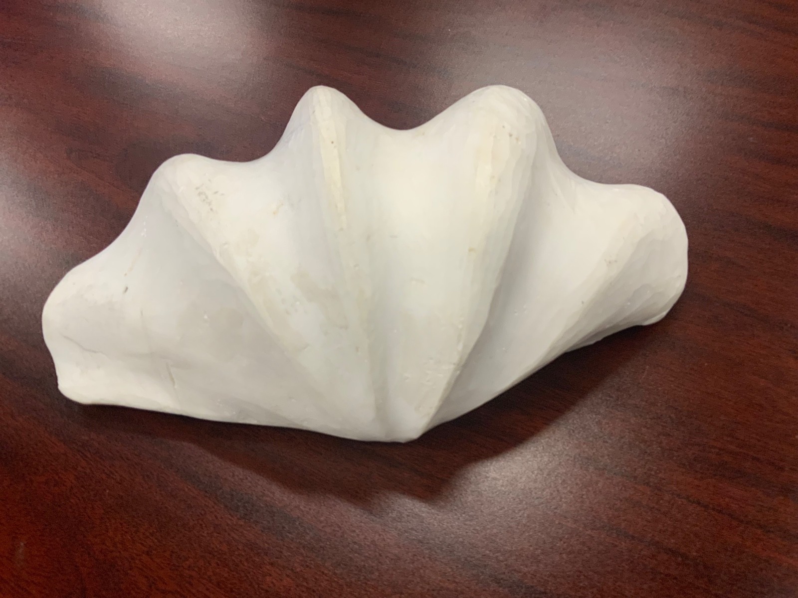 Genuine Ocean GIANT Clam Shell 10” x 6.25”.  Possibly Tridacna Gigas? Beautiful