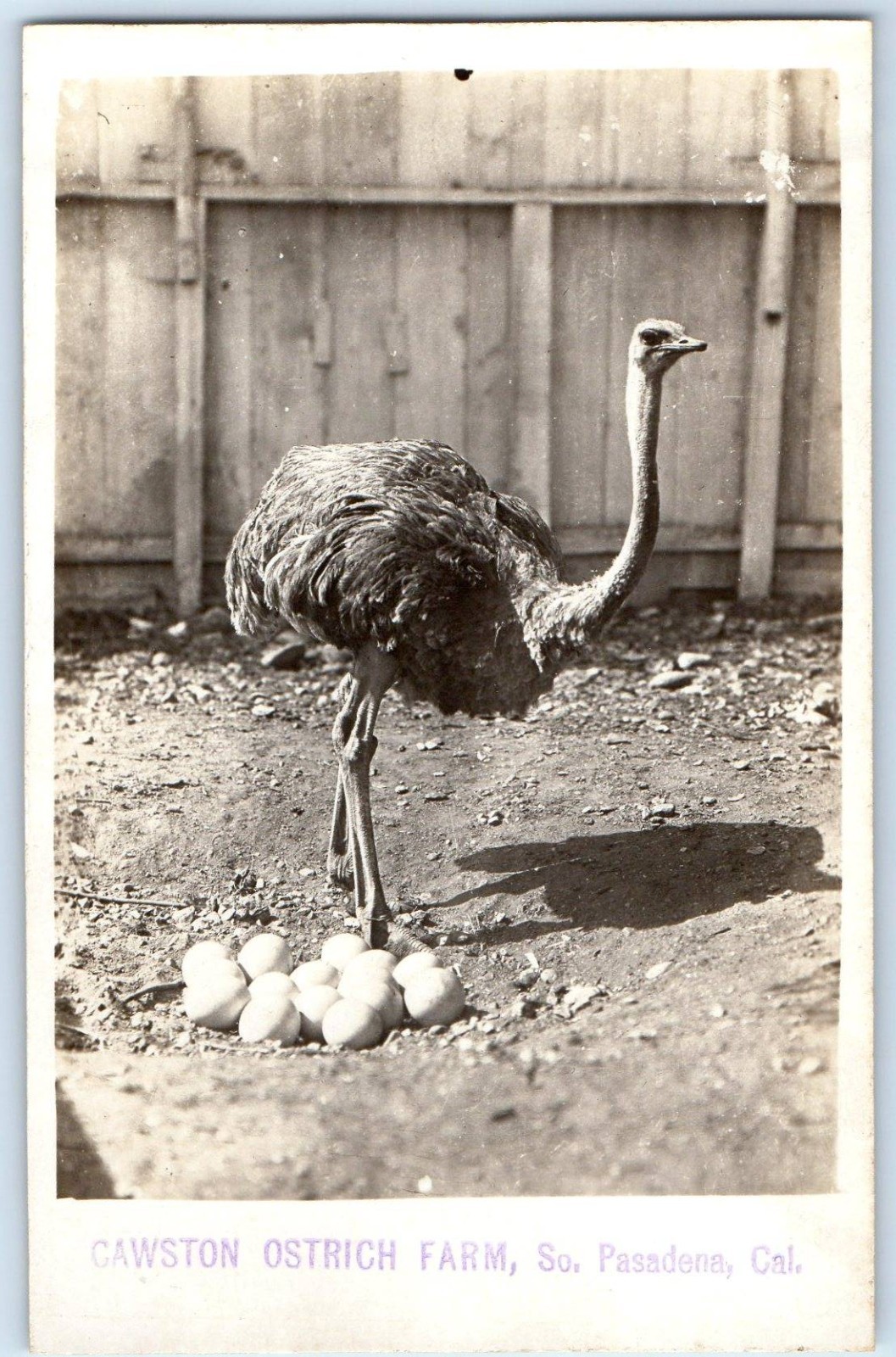 c1910\'s Cawston Ostrich Farm Eggs So. Pasadena California CA RPPC Photo Postcard