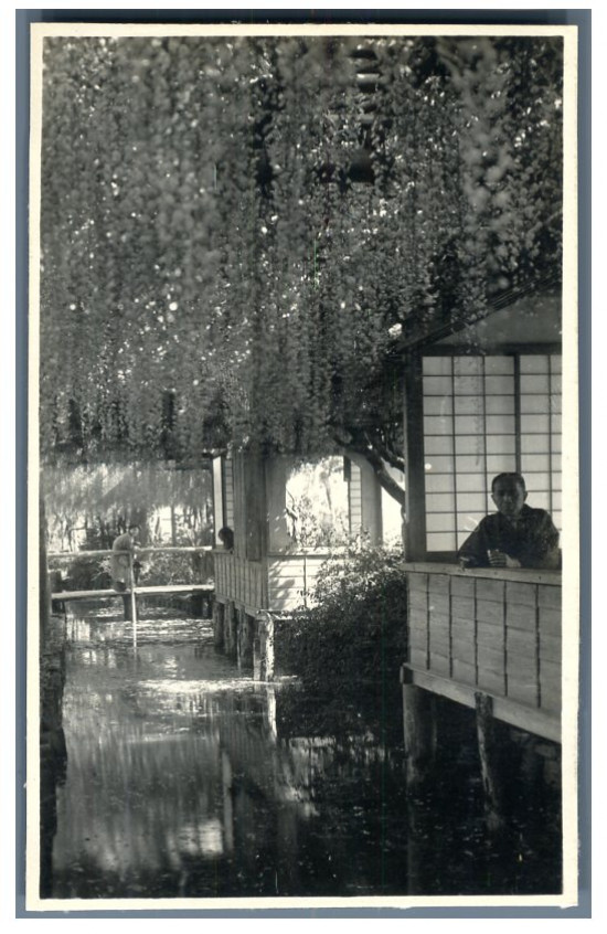 Japan, Japanese Glycine Garden Vintage Silver Print 9x14 Silver Print
