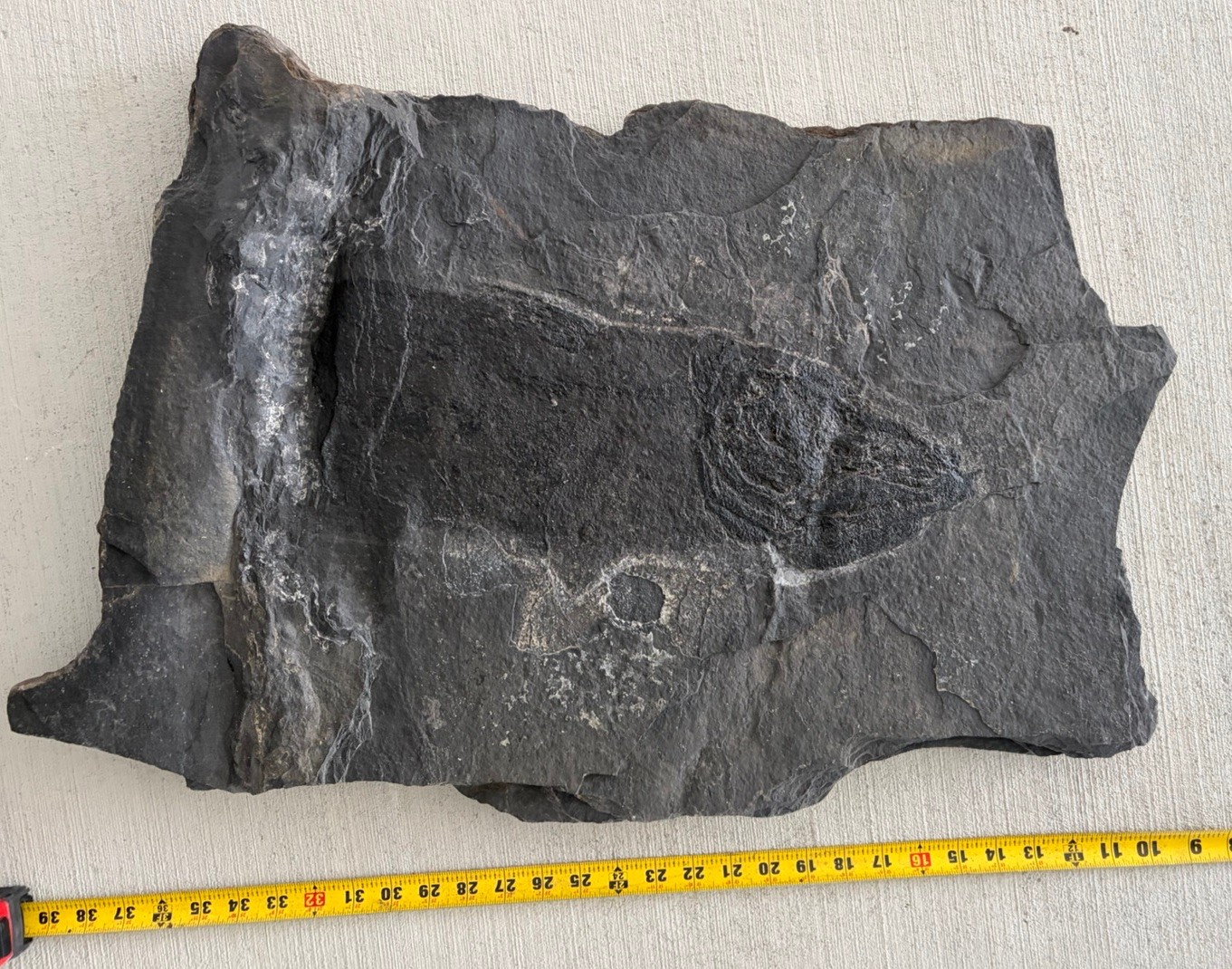 One Of A Kind Jurassic Dinosaur Age Coelacanth Fish Fossil Massive Connecticut