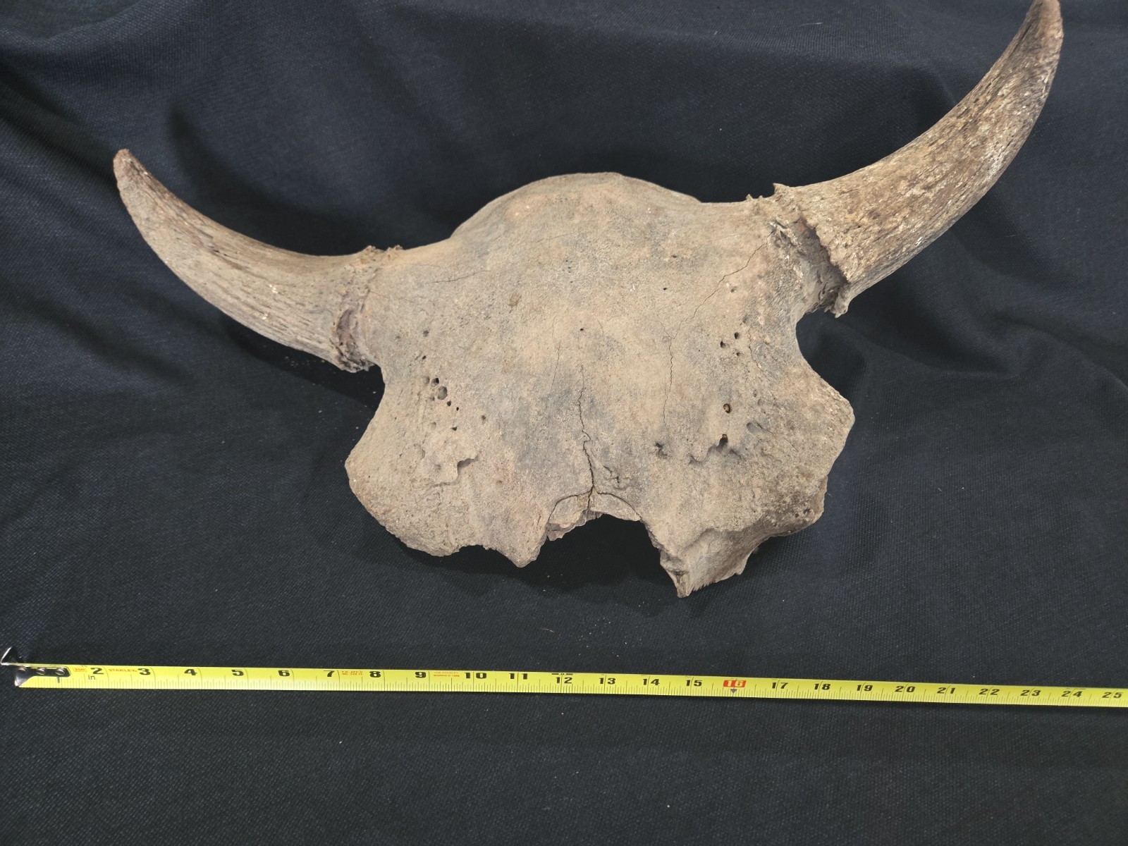 Old Bison Buffalo Skull Cap Large Iowa River Find Fossil Collectible See Video