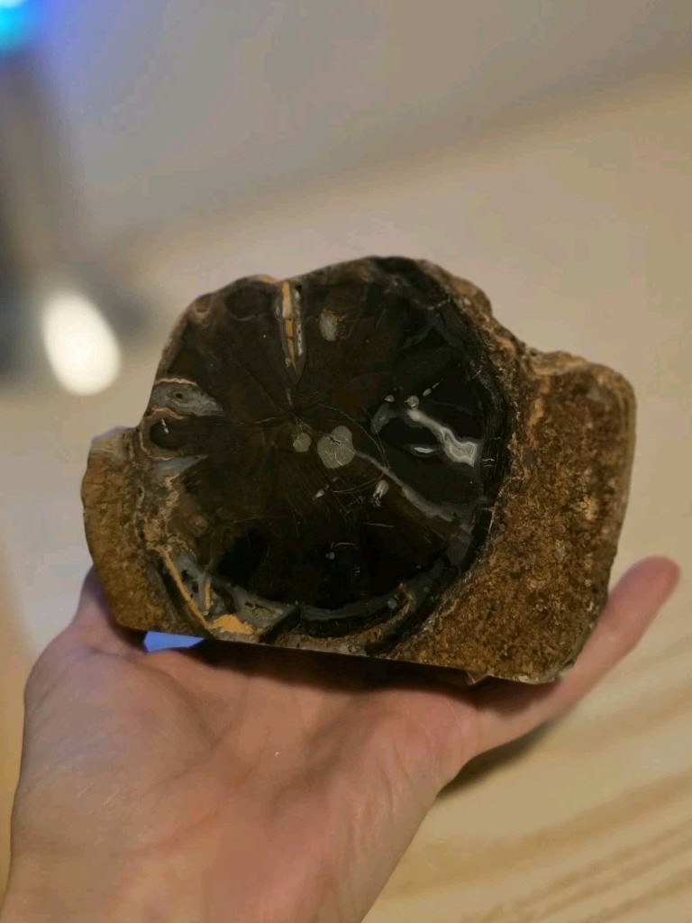 Eden Valley Blue Forest Petrified Wood Fossil, Weights Over 2 Pounds