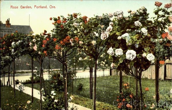 Portland,OR Rose Garden Oregon The J. K. Gill Co. Antique Postcard Vintage