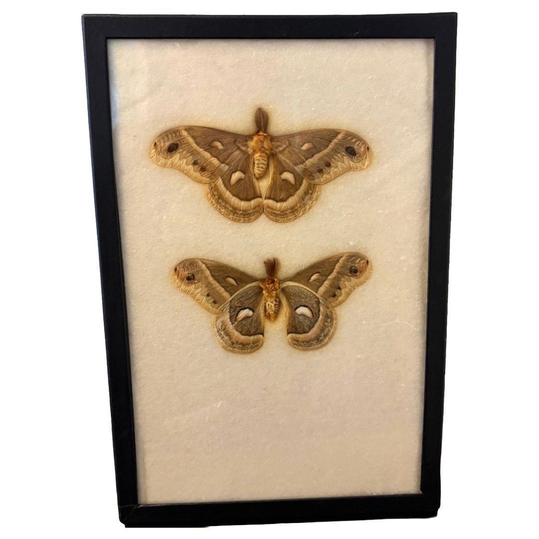 Hyalophora Cecropia Moth Female Pair Vintage Specimen Box Display