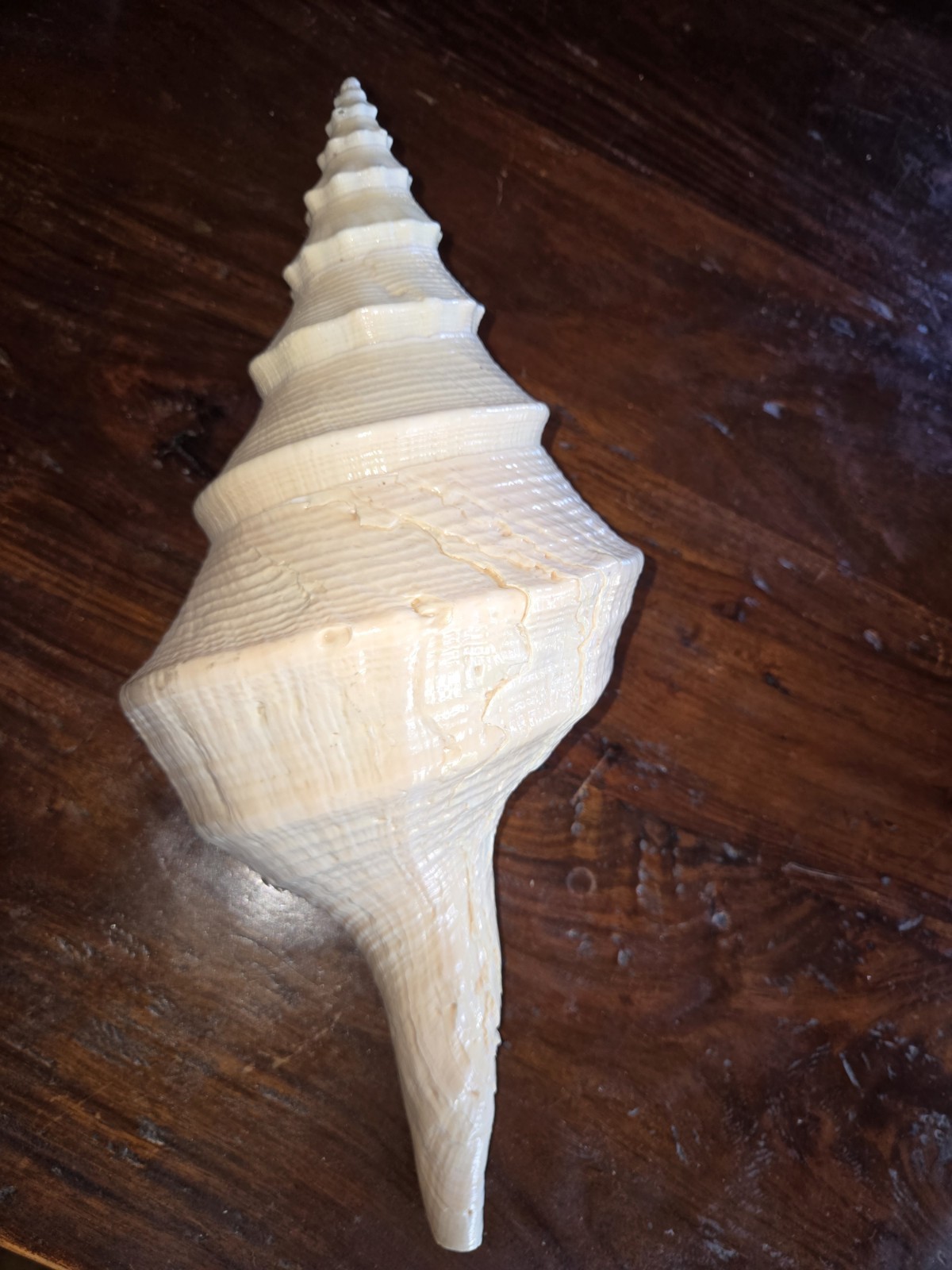 Syrinx Aruanus Australian Trumpet Conch Seashell 14\