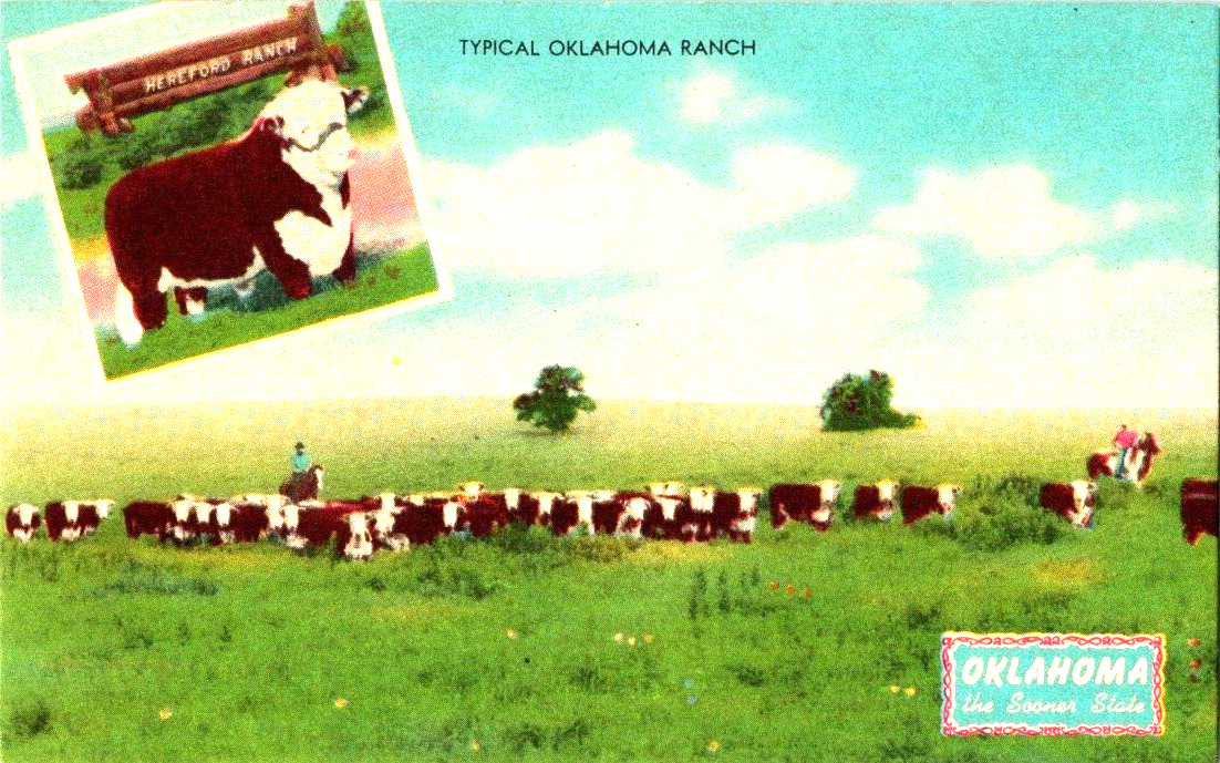 Oklahoma typical ranch livestock beef cattle Herefords postcard a51