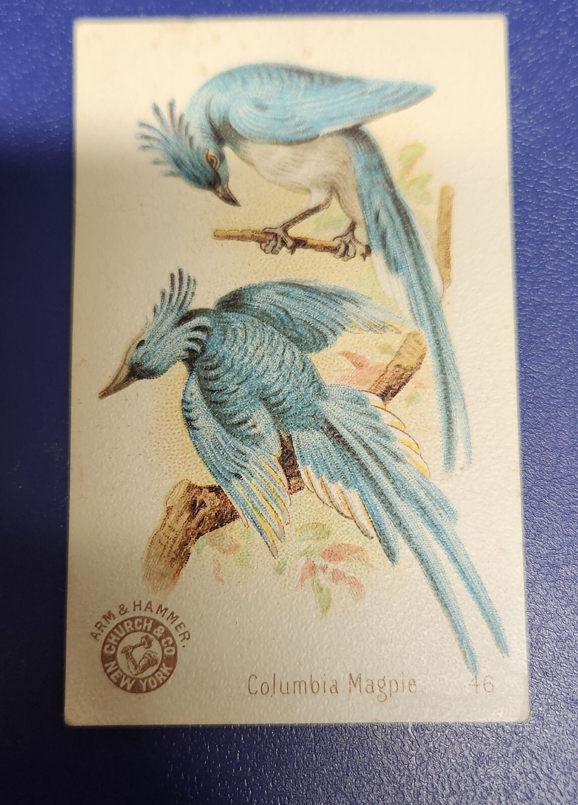 Arm & Hammer baking soda card. Columbia magpie. 